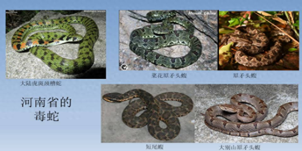 海通富配资 转扩！河南公布31家配备抗蛇毒血清医院名单